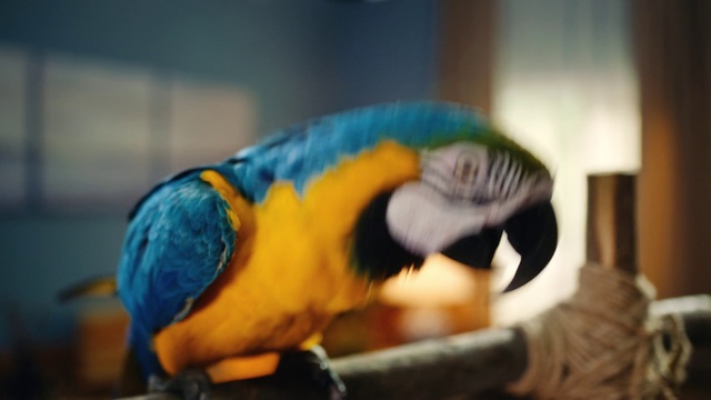 Video Reference: Bird, Macaw, Beak, Parrot, Feather, Parakeet, Wing, Tail, Natural material, Wildlife