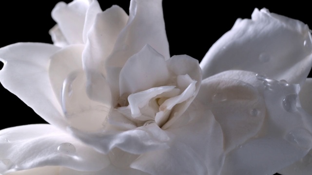 Video Reference: Flower, Plant, Petal, Wedding ceremony supply, Rose, Rose family, Garden roses, Rose order, Close-up, Flowering plant