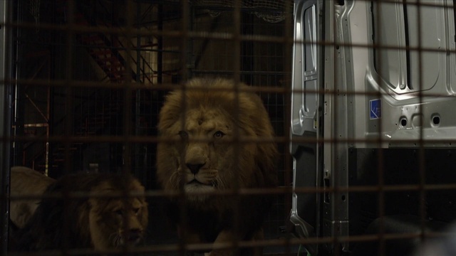 Video Reference: Felidae, Carnivore, Lion, Big cats, Masai lion, Terrestrial animal, Whiskers, Snout, Fur, Metal