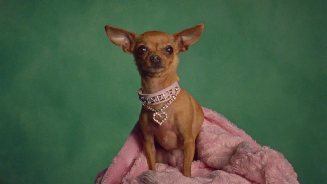 Video Reference: Dog, Carnivore, Chihuahua, Fawn, Dog breed, Companion dog, Toy dog, Whiskers, Ear, Snout