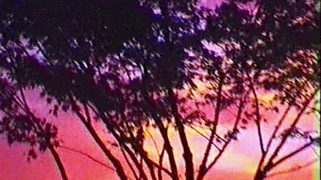 Video Reference: Atmosphere, Sky, Afterglow, Purple, Plant, Branch, Natural landscape, Twig, Tree, Orange