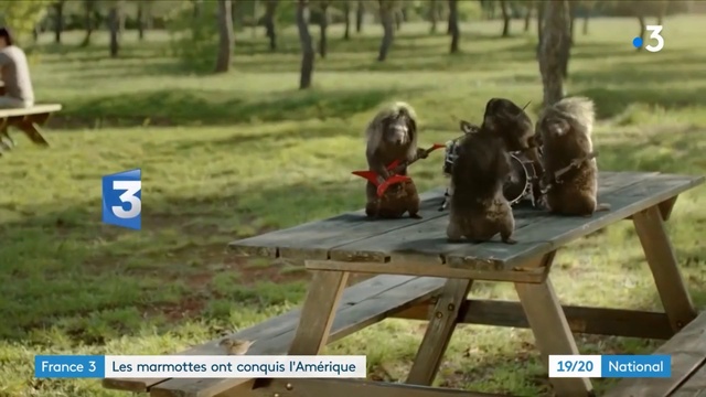 Video Reference: Table, Primate, Plant, Picnic table, Tree, Grass, Leisure, Outdoor furniture, Recreation, Fun