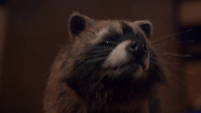 Video Reference: Eye, Felidae, Carnivore, Small to medium-sized cats, Whiskers, Fawn, Terrestrial animal, Snout, Cat, Tail