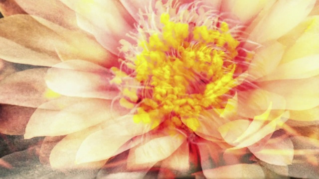 Video Reference: Flower, Plant, Petal, Pink, Flowering plant, Annual plant, Terrestrial plant, Close-up, Peach, Daisy family