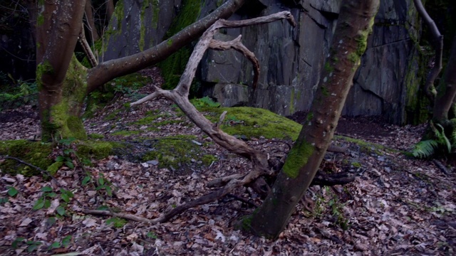 Video Reference: Plant, Wood, Branch, Twig, Trunk, Tree, Natural landscape, Terrestrial plant, Grass, Deciduous