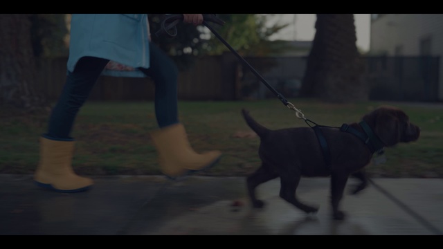 Video Reference: Dog, Carnivore, Gesture, Collar, Companion dog, Dog breed, Plant, Grass, Dog collar, Tree