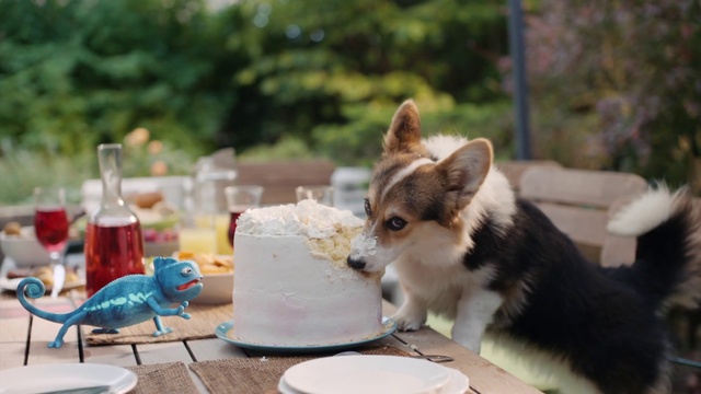 Video Reference: Tableware, Table, Dishware, Food, Plate, Dog, Cup, Fawn, Carnivore, Serveware