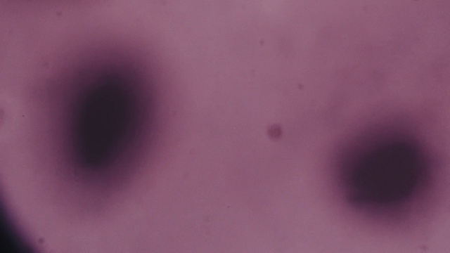 Video Reference: Purple, Plant, Eyelash, Violet, Magenta, Circle, Macro photography, Electric blue, Pattern, Science