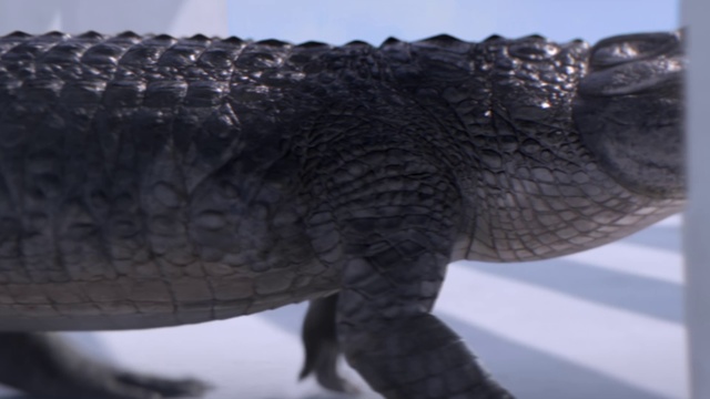 Video Reference: Crocodile, Alligator, Crocodilia, Reptile, Nile crocodile, Jaw, American alligator, American crocodile, Terrestrial animal, Scaled reptile