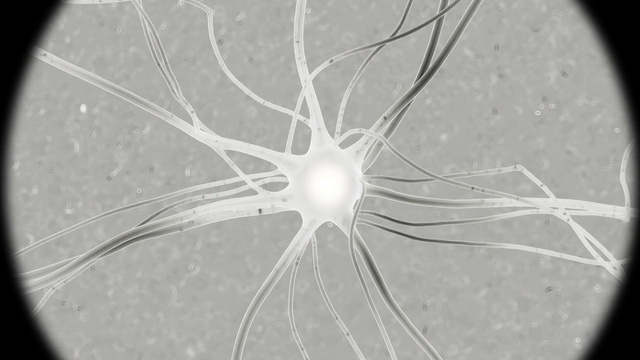 Video Reference: Eye, Marine invertebrates, Rim, Terrestrial plant, Circle, Symmetry, Invertebrate, Spoke, Pattern, Monochrome photography