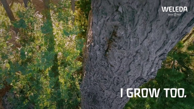 Video Reference: Plant, Trunk, Natural landscape, Terrestrial plant, Wood, Vegetation, Tree, Grass, Groundcover, Forest