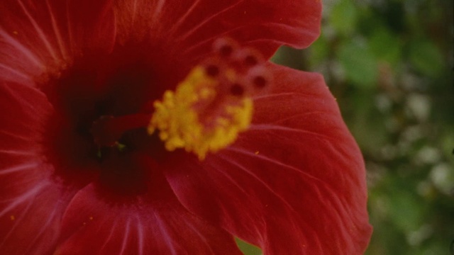 Video Reference: Flower, Plant, Hawaiian hibiscus, Petal, Chinese hibiscus, Terrestrial plant, Flowering plant, Annual plant, Close-up, Pollen