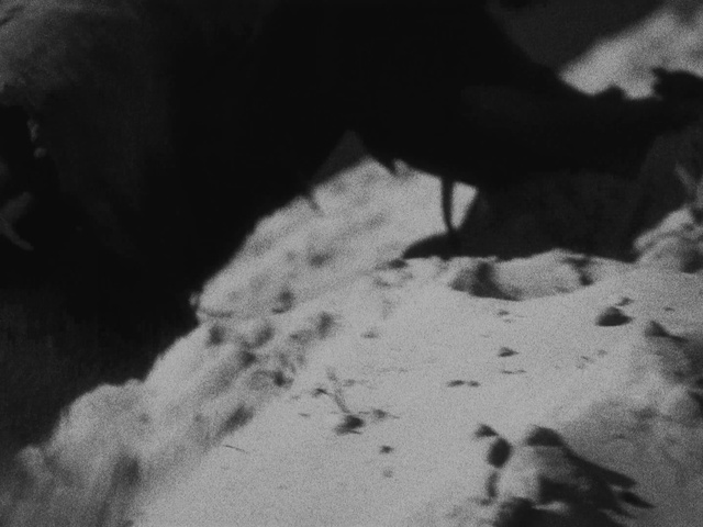 Video Reference: Grey, Black-and-white, Tints and shades, Monochrome photography, Human leg, Grass, Monochrome, Darkness, Soil, Whiskers