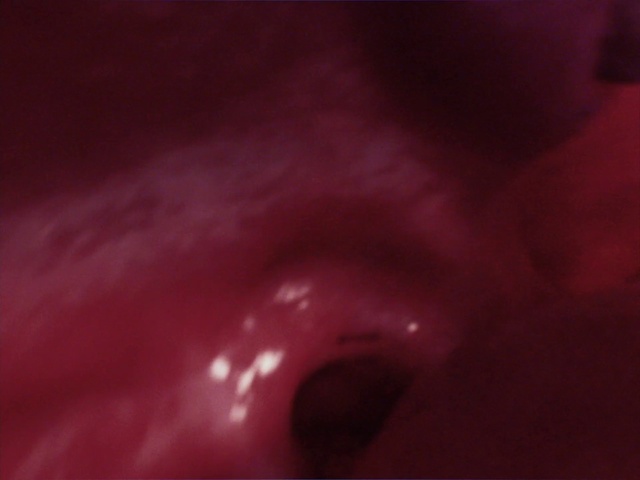 Video Reference: Automotive lighting, Jaw, Purple, Tints and shades, Magenta, Gas, Petal, Electric blue, Carmine, Macro photography