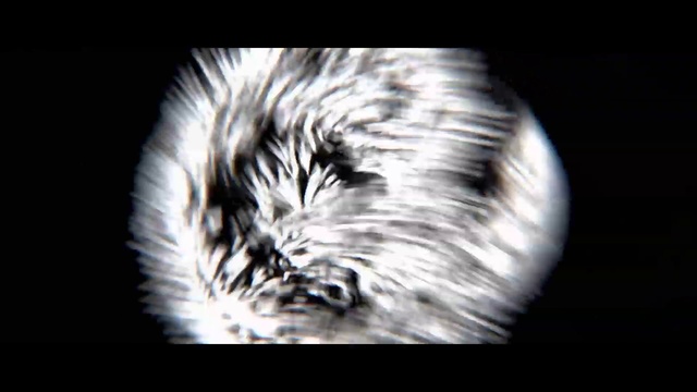Video Reference: Eye, Plant, Feather, Whiskers, Eyelash, Astronomical object, Tree, Wing, Snout, Circle