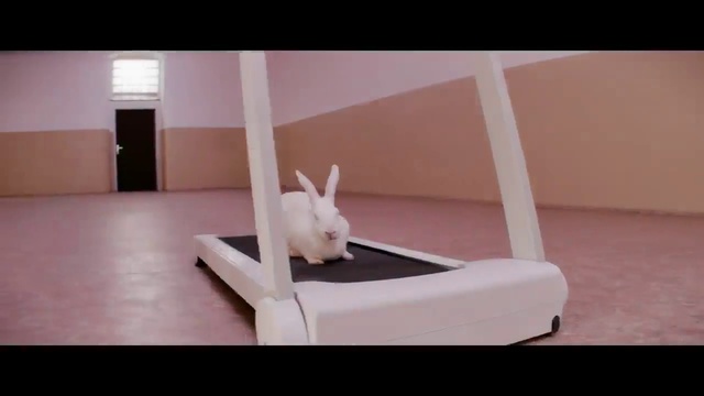 Video Reference: Toy, Rabbit, Ear, Fawn, Wood, Rabbits and Hares, Font, Rectangle, Companion dog, Flooring