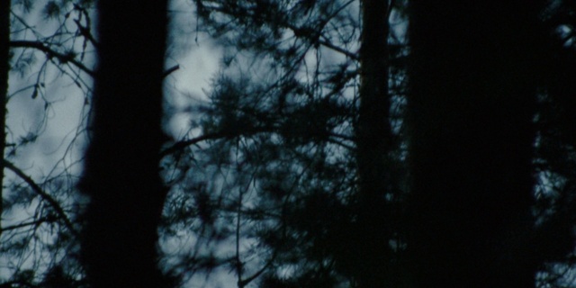 Video Reference: Twig, Wood, Trunk, Natural landscape, Plant, Tree, Tints and shades, Sky, Electric blue, Landscape