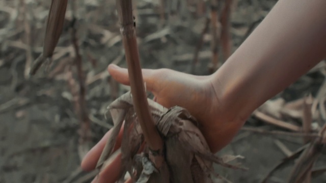 Video Reference: Wood, Twig, Terrestrial plant, Nail, Human leg, Grass, Trunk, Rope, Art, Soil