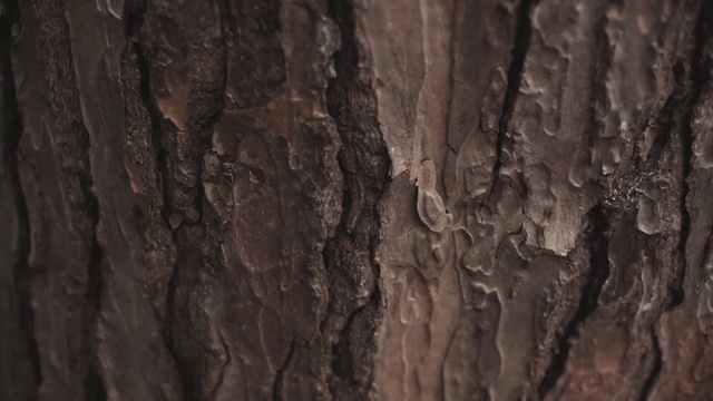 Video Reference: Brown, Plant, Wood, Trunk, Twig, Pattern, Tree, Tints and shades, Terrestrial plant, Liquid