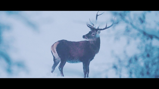 Video Reference: Elk, Sky, Deer, Atmospheric phenomenon, Fawn, Natural landscape, Terrestrial animal, Barren ground Caribou, Tail, Reindeer