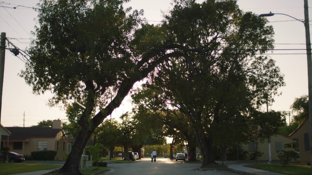 Video Reference: Plant, Sky, Road surface, Branch, Tree, Shade, Asphalt, Sunlight, Biome, Grass
