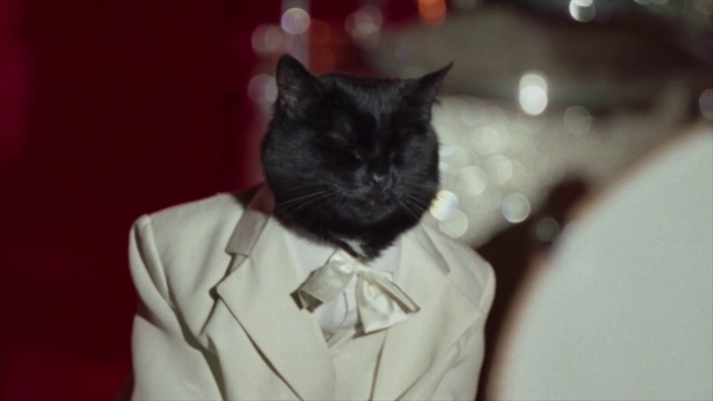 Video Reference: Hair, Dress shirt, Felidae, Sleeve, Cat, Flash photography, Collar, Small to medium-sized cats, Whiskers, Blazer