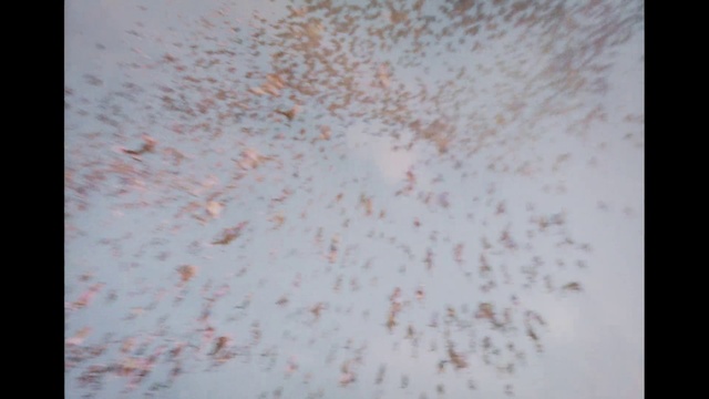 Video Reference: Plant, Font, Pattern, Peach, Rectangle, Soil, Art, Grass