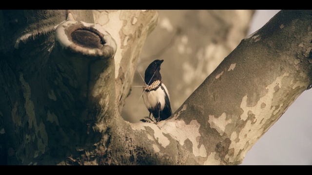 Video Reference: Penguin, Bird, Beak, Organism, Flash photography, Adaptation, Flightless bird, Art, Landscape, Happy