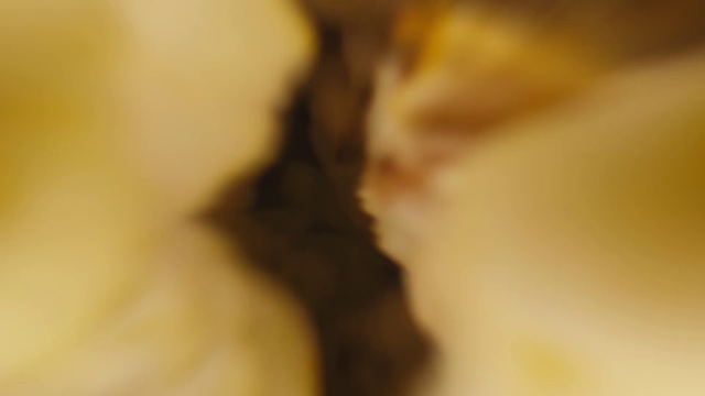 Video Reference: Plant, Petal, Tints and shades, Whiskers, Flower, Eyelash, Tree, Macro photography, Fur, Wood