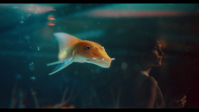 Video Reference: Water, Underwater, Organism, Fin, Marine biology, Fish, Flash photography, Electric blue, Art, Wildlife
