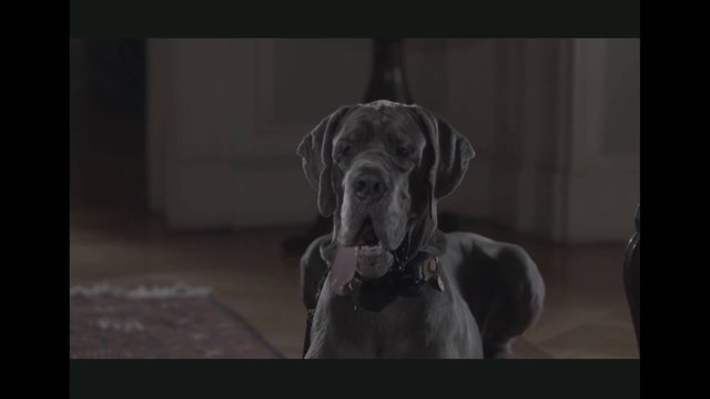 Video Reference: dog, great dane, pet, indoors, animal, portrait, sitting, collar, tongue out, home, close-up, mammal