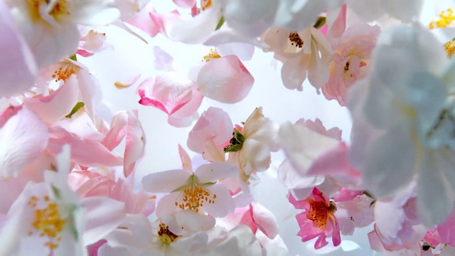Video Reference: Flower, Plant, White, Light, Petal, Pink, Twig, Pollinator, Flowering plant, Tree