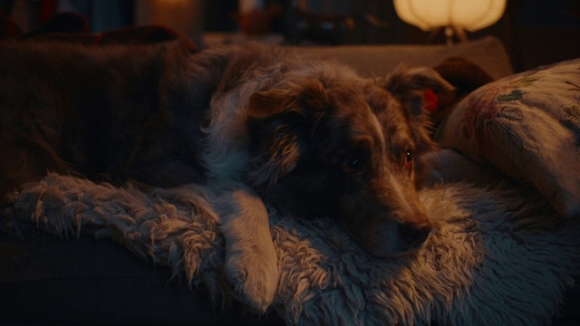 Video Reference: Dog, Carnivore, Dog breed, Companion dog, Whiskers, Comfort, Sporting Group, Fur, Terrestrial animal, Liver