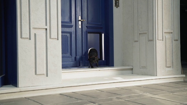 Video Reference: Door, Fixture, Wood, Carnivore, Home door, Material property, Building, Real estate, Facade, Tints and shades