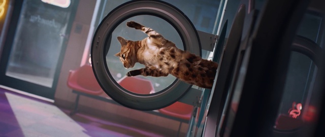 Video Reference: Window, Vehicle, Motor vehicle, Wheel, Felidae, Carnivore, Cat, Automotive lighting, Small to medium-sized cats, Vehicle door