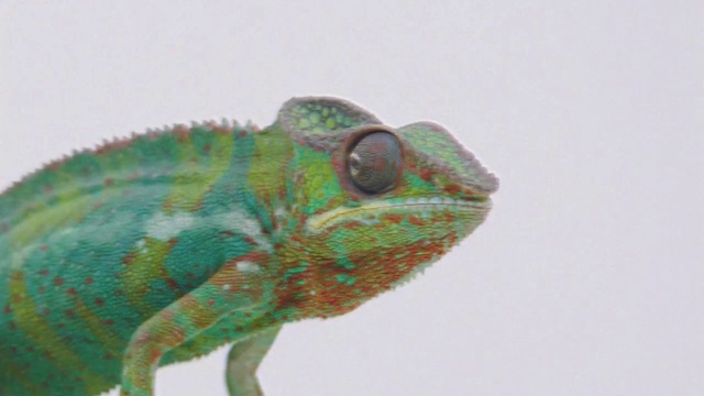 Video Reference: Reptile, Iguania, Lizard, Scaled reptile, Art, Terrestrial animal, Amphibian, Snout, Macro photography, Tail