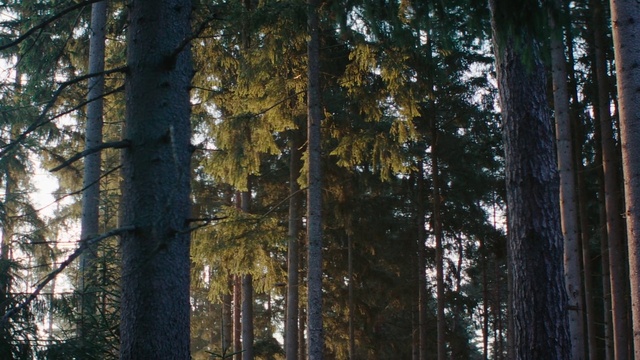 Video Reference: Plant, Natural landscape, Wood, Tree, Larch, Terrestrial plant, Trunk, Deciduous, Twig, Tints and shades
