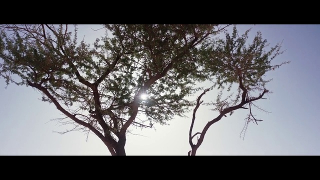Video Reference: Atmosphere, Sky, Natural landscape, World, Twig, Trunk, Tree, Atmospheric phenomenon, Landscape, Tints and shades