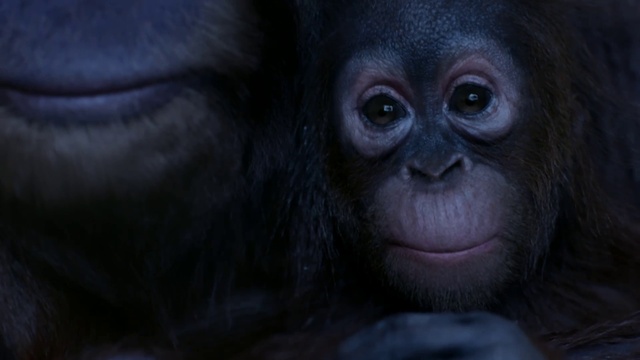Video Reference: Primate, Terrestrial animal, Snout, Fur, Wildlife, Wrinkle, Darkness, Liver, Electric blue, Natural material
