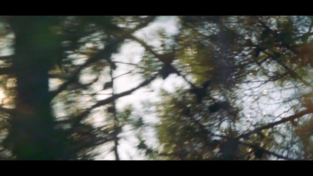 Video Reference: Twig, Natural landscape, Terrestrial plant, Grass, Trunk, Tints and shades, Wood, Forest, Glass, Landscape