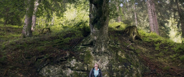 Video Reference: Plant, Botany, Branch, Tree, Wood, Natural landscape, Terrestrial plant, Trunk, Biome, Woody plant