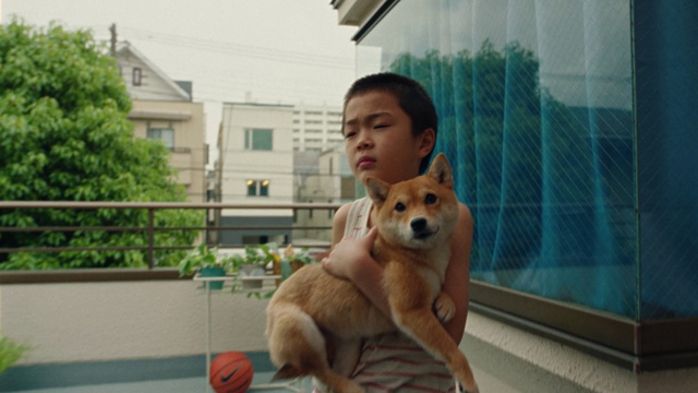 Video Reference: Dog, Smile, Dog breed, Carnivore, Window, Spitz, Happy, Fawn, Companion dog, Whiskers