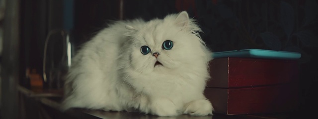 Video Reference: Cat, Carnivore, Felidae, Small to medium-sized cats, Whiskers, Snout, Fur, Persian, British longhair, Terrestrial animal