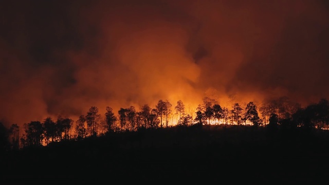 Video Reference: Sky, Tree, Natural landscape, Heat, Fire, Landscape, Flame, Cloud, Event, Wildfire