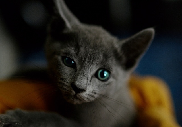 Video Reference: Head, Cat, Eye, Felidae, Carnivore, Small to medium-sized cats, Whiskers, Curious, Snout, Russian blue