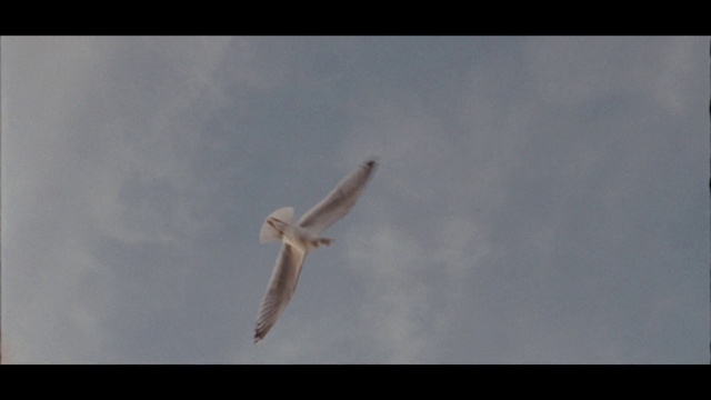 Video Reference: Sky, Bird, Cloud, Beak, Gull, Feather, Wing, Seabird, Animal migration, Bird migration