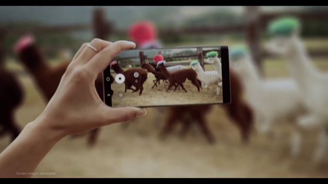Video Reference: Horse, Working animal, Gesture, Bridle, Horse tack, Fawn, Horse supplies, Font, Wood, Pack animal