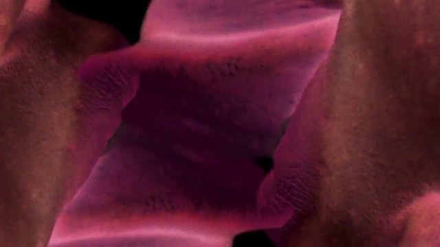 Video Reference: Flower, Plant, Petal, Purple, Violet, Pink, Magenta, Tints and shades, Flowering plant, Rose family