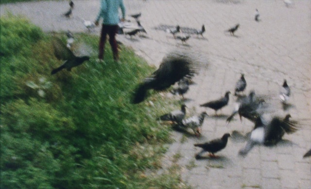 Video Reference: Bird, Water, Grass, Shorts, Ducks, geese and swans, Waterfowl, Wildlife, Seabird, Shadow, Beak