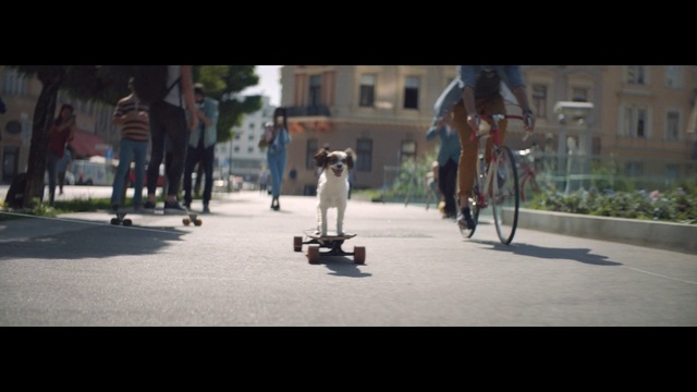 Video Reference: Wheel, Dog, Skateboard truck, Road surface, Asphalt, Bicycle wheel, Mode of transport, Rolling, Carnivore, Skateboarder